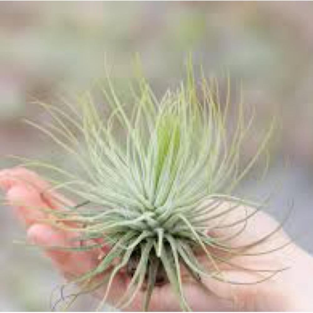 10 Tillandsia Air Plant - Air Plants  Assorted Tillandsia Air Plant -bundle